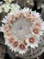 Preview: Mammillaria candida